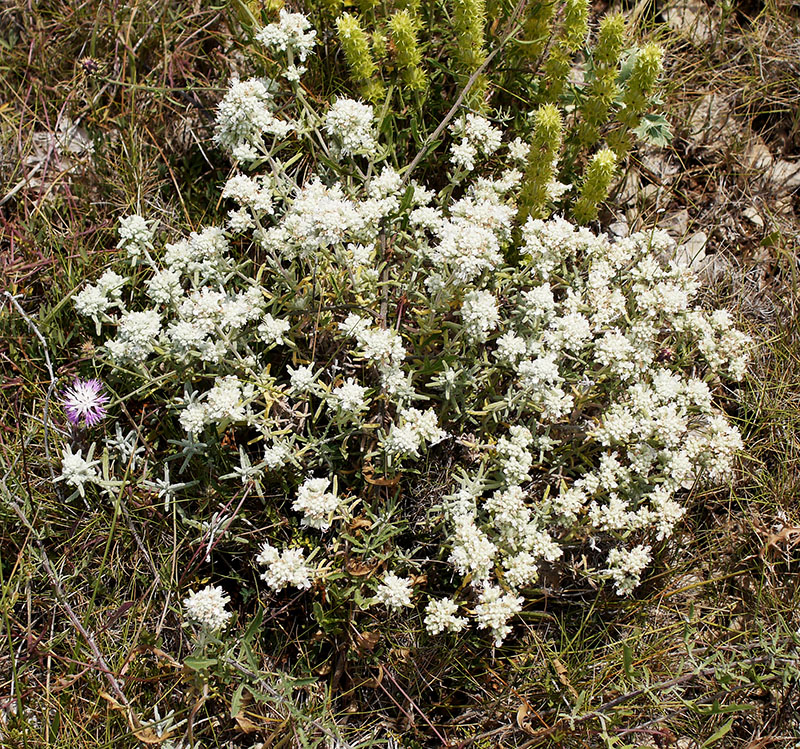 Teucrium polium #55523