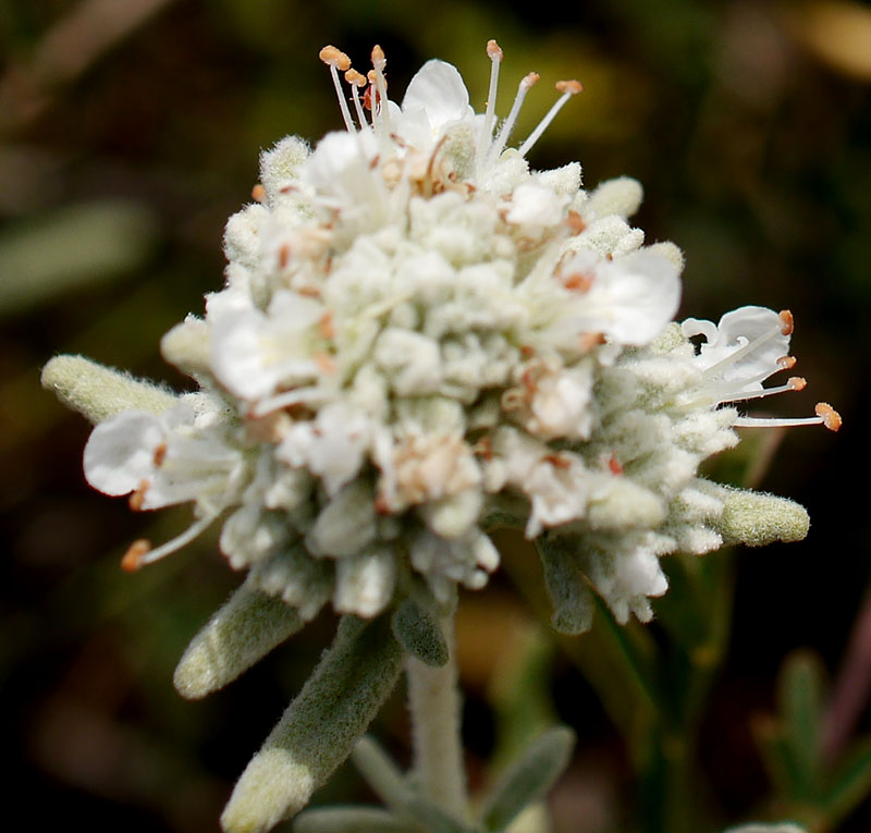 Teucrium polium #55525