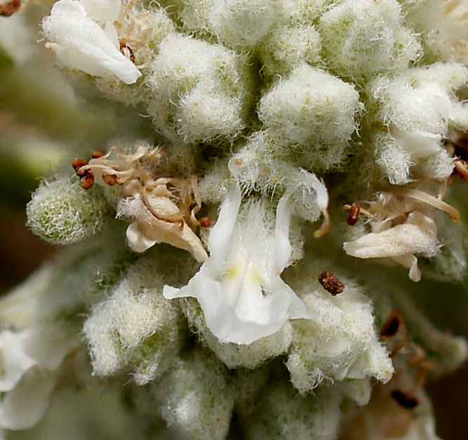 Teucrium polium #55527
