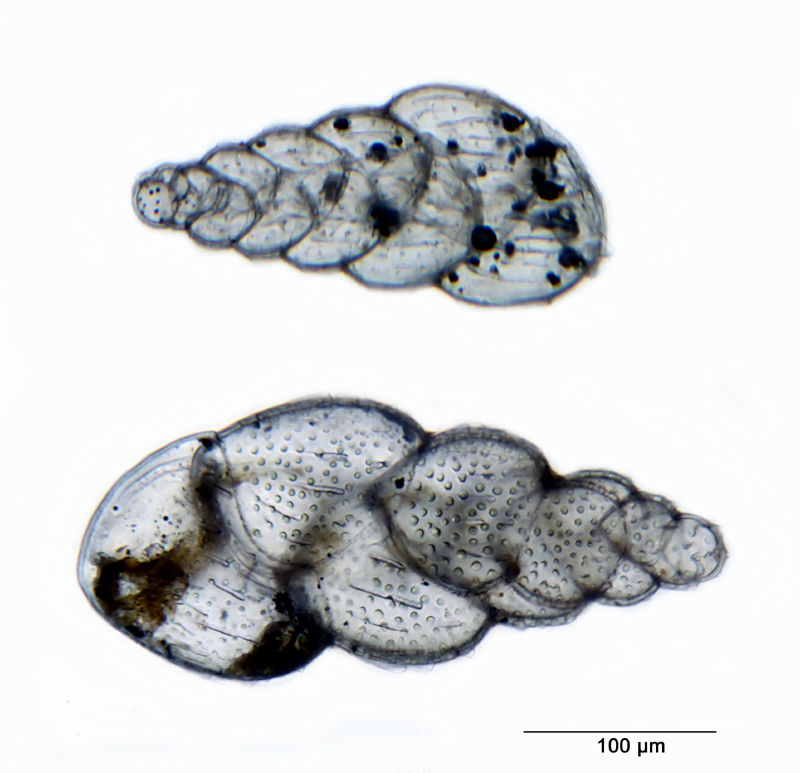Textularia fucosa Reuss #35676