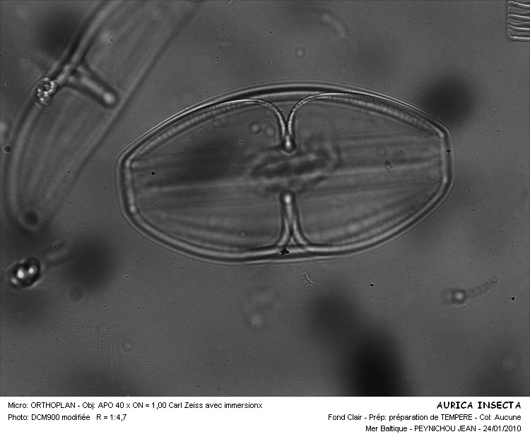 Thalassiophysa hyalina (Grev.) Paddock & Sims #14526