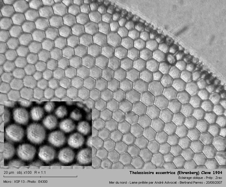Thalassiosira eccentrica (Ehrenberg) Cleve 1904 #137