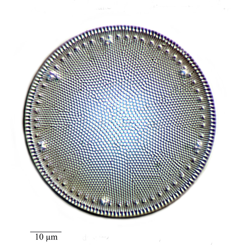 Thalassiosira punctigera #76027