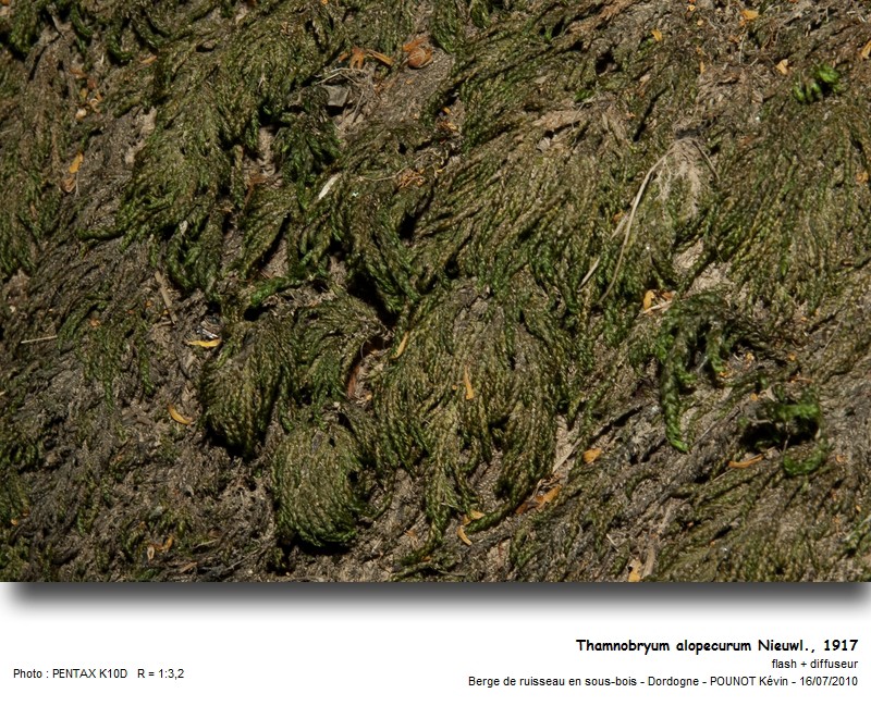 Thamnobryum alopecurum Nieuwl., 1917 #17230