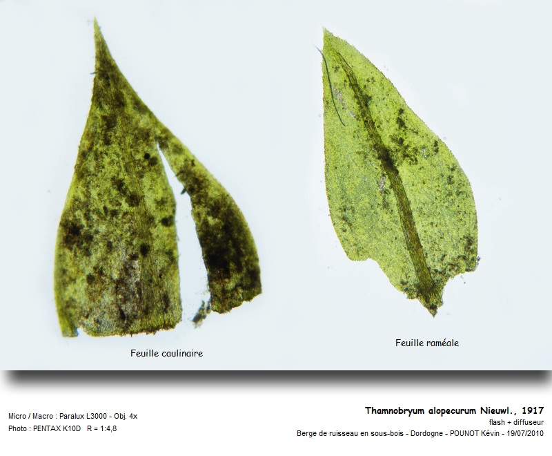 Thamnobryum alopecurum Nieuwl., 1917 #17233