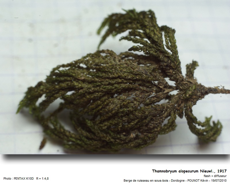 Thamnobryum alopecurum Nieuwl., 1917 #17231