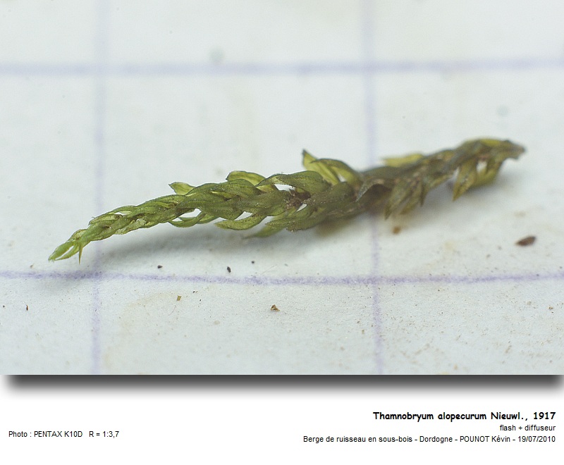 Thamnobryum alopecurum Nieuwl., 1917 #17232