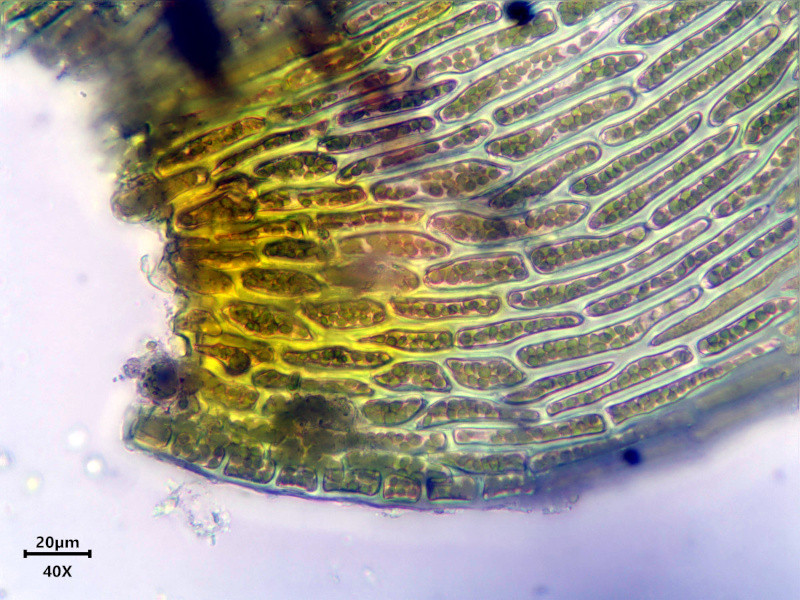 Thamnobryum alopecurum (Hedw.) Gangulee #83363