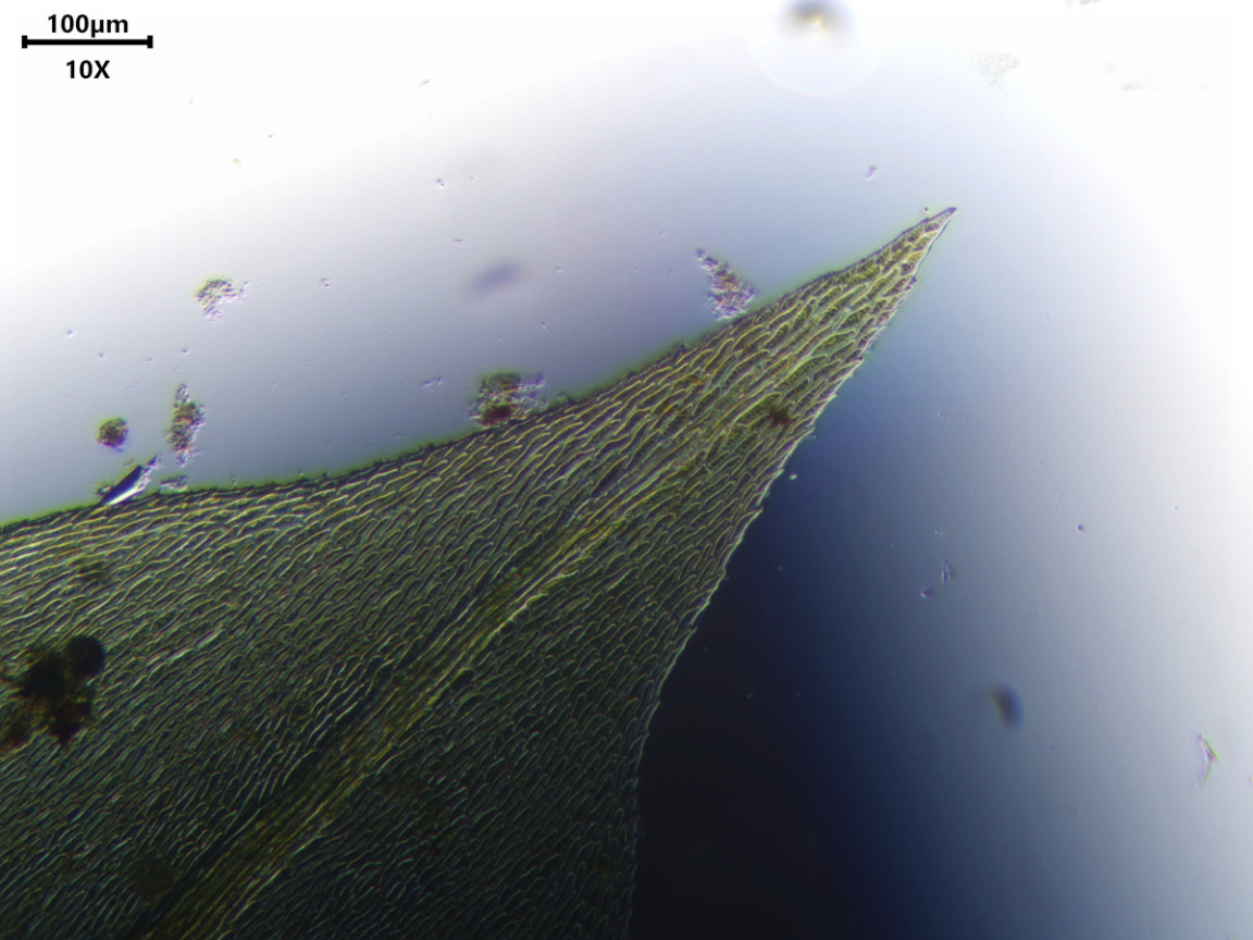 Thamnobryum alopecurum (Hedw.) Gangulee #83362