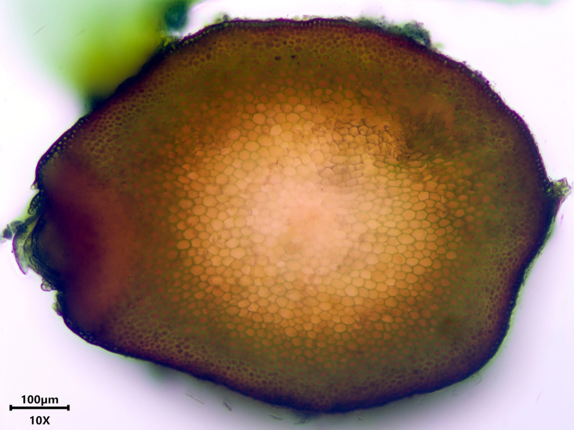 Thamnobryum alopecurum (Hedw.) Gangulee #83357