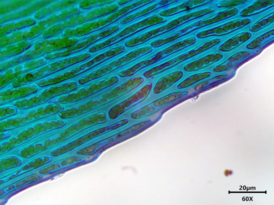 Thamnobryum alopecurum (Hedw.) Gangulee #83361