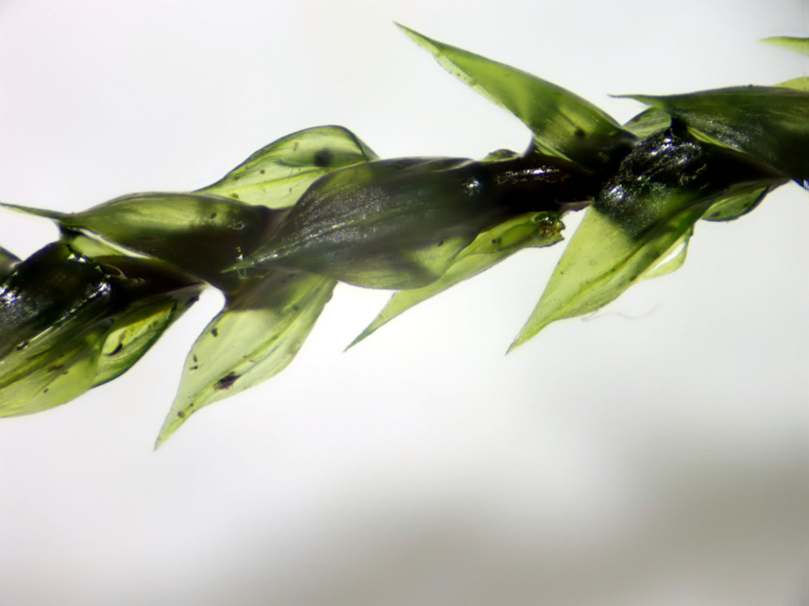 Thamnobryum alopecurum (Hedw.) Gangulee #83359