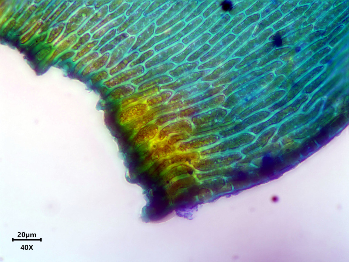 Thamnobryum alopecurum (Hedw.) Gangulee #83366