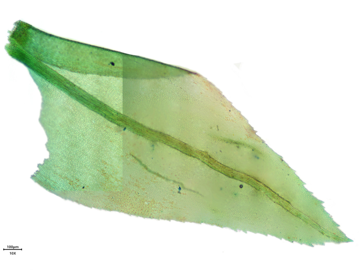 Thamnobryum alopecurum (Hedw.) Gangulee #83365