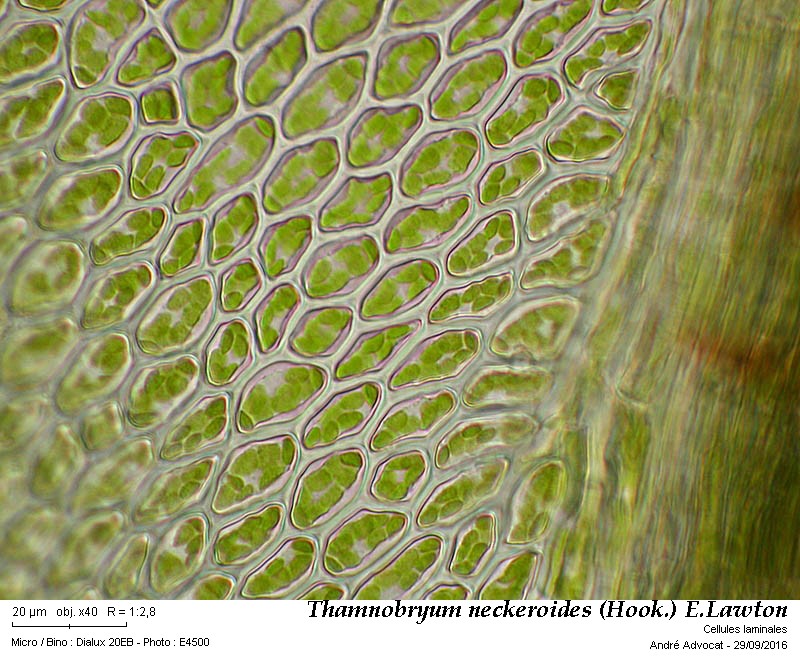 Thamnobryum neckeroides (Hook.) E.Lawton #47206