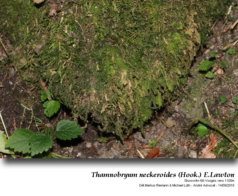 Thamnobryum neckeroides (Hook.) E.Lawton #47195