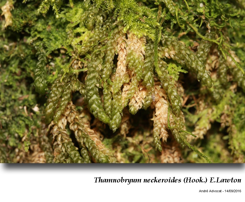 Thamnobryum neckeroides (Hook.) E.Lawton #47196