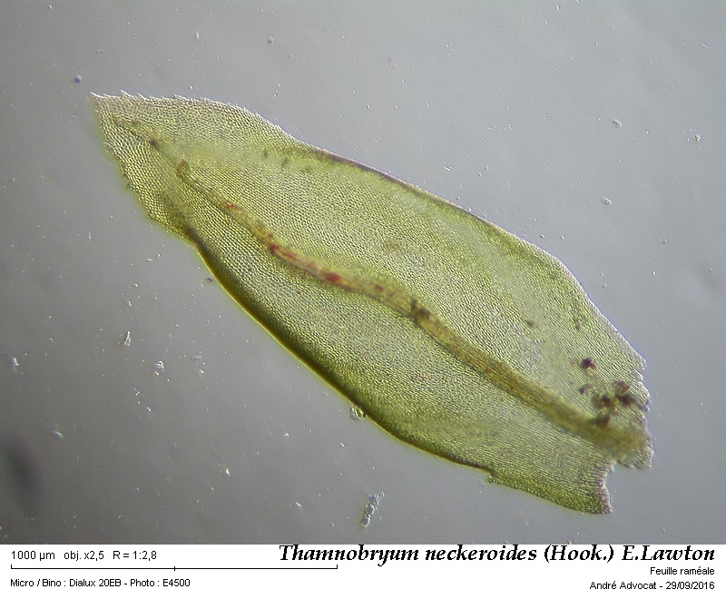 Thamnobryum neckeroides (Hook.) E.Lawton #47199