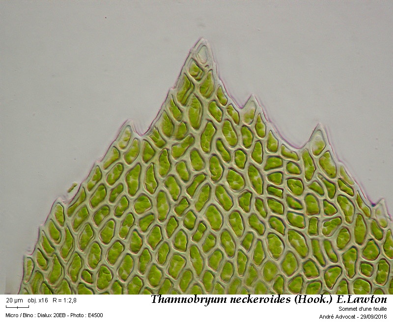 Thamnobryum neckeroides (Hook.) E.Lawton #47205