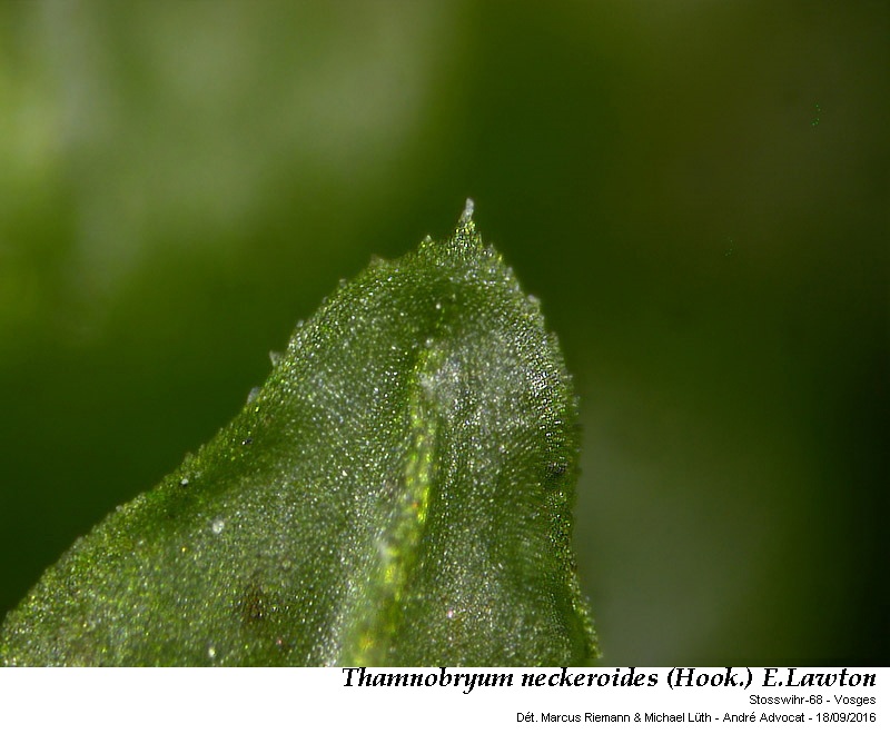 Thamnobryum neckeroides (Hook.) E.Lawton #47204
