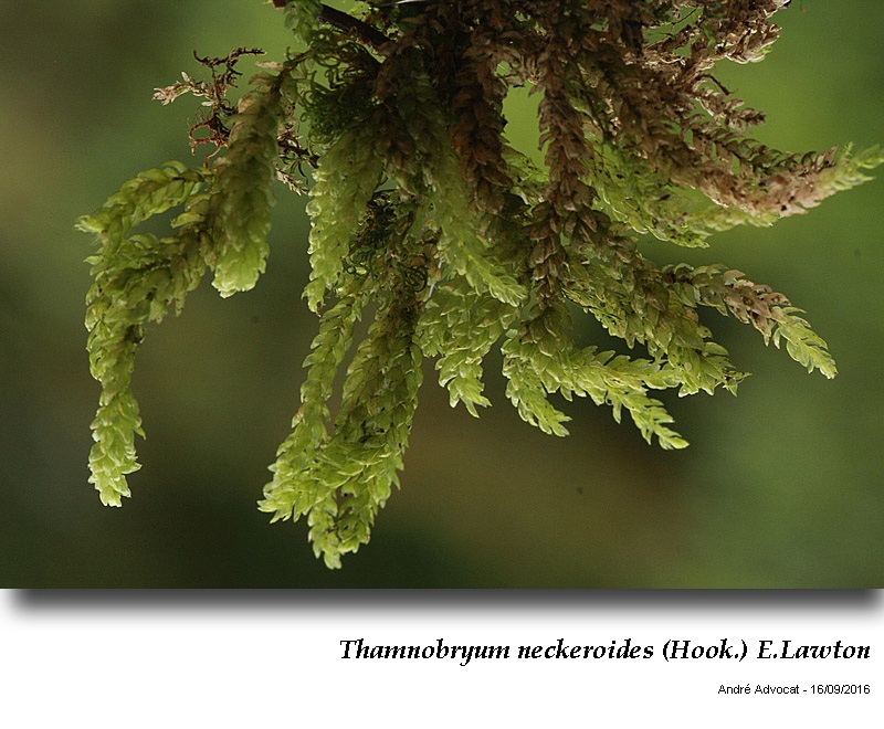 Thamnobryum neckeroides (Hook.) E.Lawton #47198