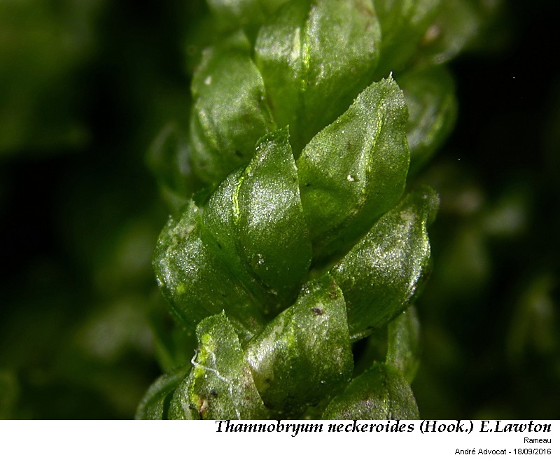 Thamnobryum neckeroides (Hook.) E.Lawton #47197