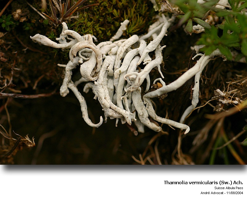 Thamnolia vermicularis (Sw.) Ach. #50915