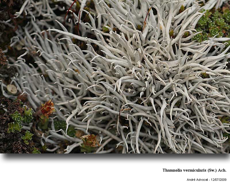 Thamnolia vermicularis (Sw.) Ach. #11577