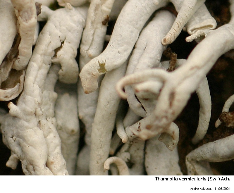 Thamnolia vermicularis (Sw.) Ach. #50916