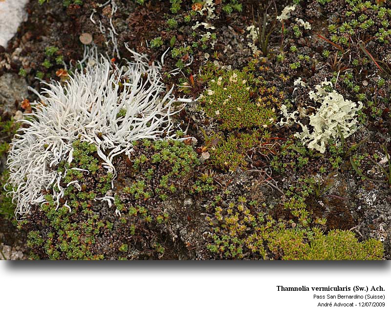 Thamnolia vermicularis (Sw.) Ach. #11576