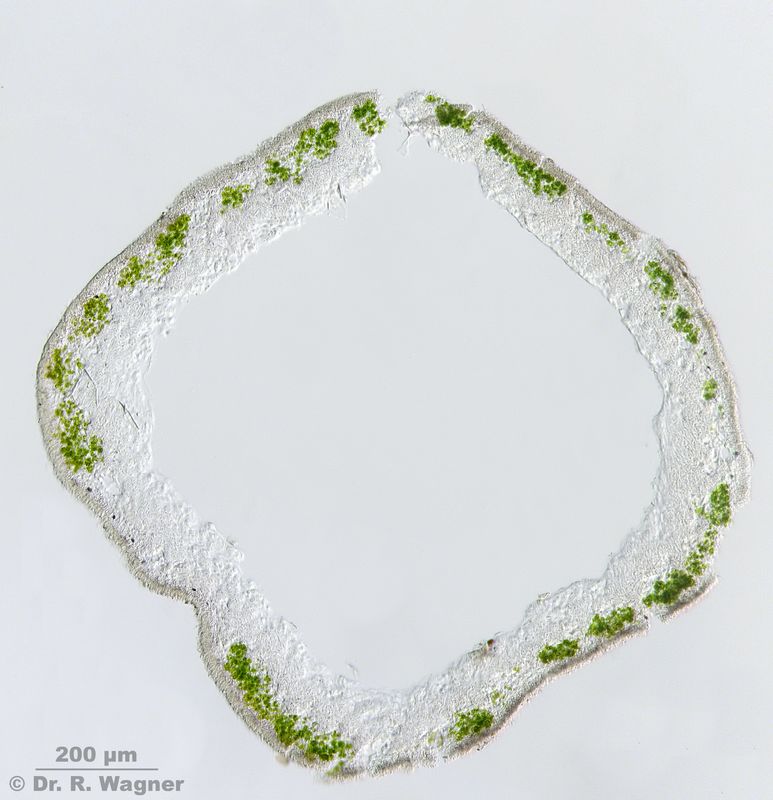 Thamnolia vermicularis #19259