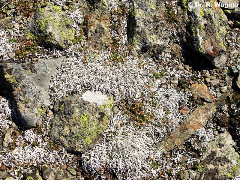 Thamnolia vermicularis #19256
