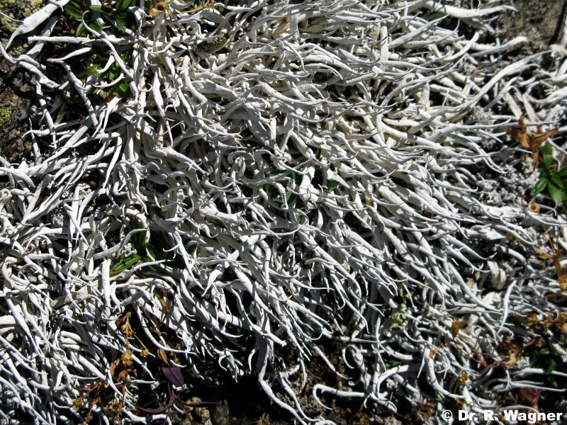 Thamnolia vermicularis #19257