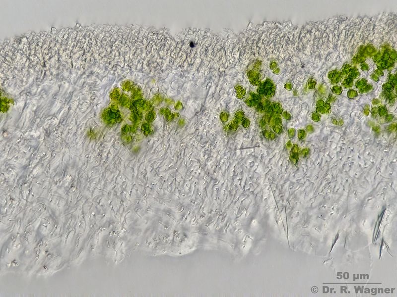 Thamnolia vermicularis #19260
