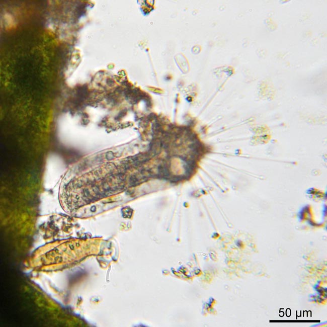 Thecacineta #55297