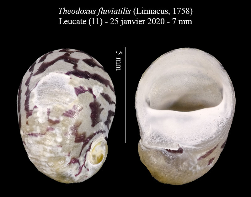 Theodoxus fluviatilis #61838