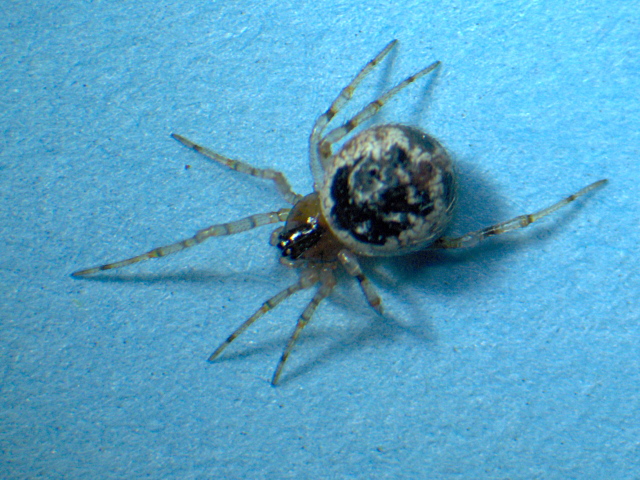 Theridium blackwalli - Theridiidae - Theridion #4089