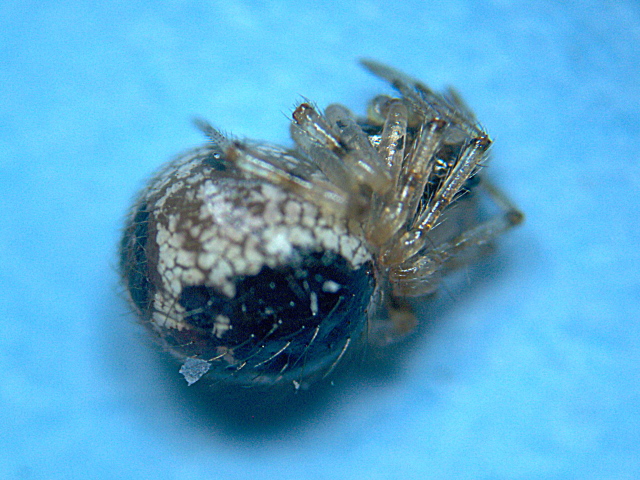 Theridium blackwalli - Theridiidae - Theridion #4091