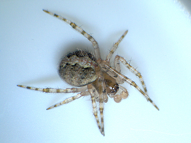 Theridium cf melanurum - Theridiidae #6505