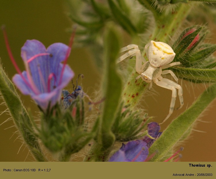 Thomisus cf.onustus Walk #62