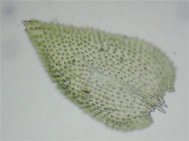 Thuidium delicatulum (Hedw.) Schimp. #65301