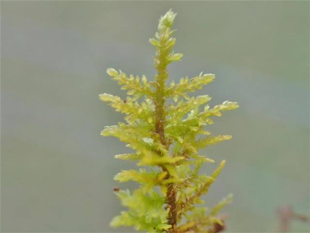 Thuidium delicatulum (Hedw.) Schimp. #65298