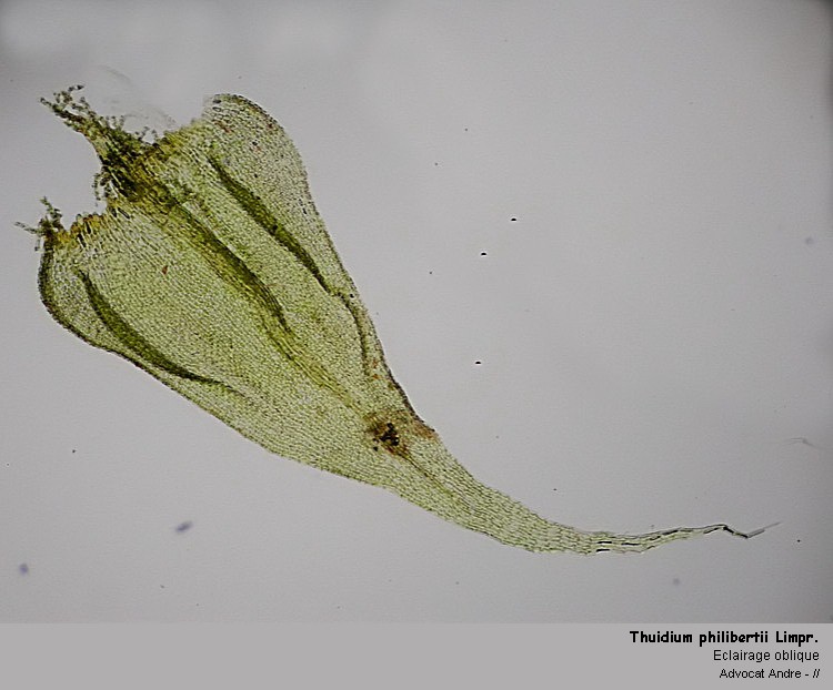 Thuidium philibertii Limpr. #2487