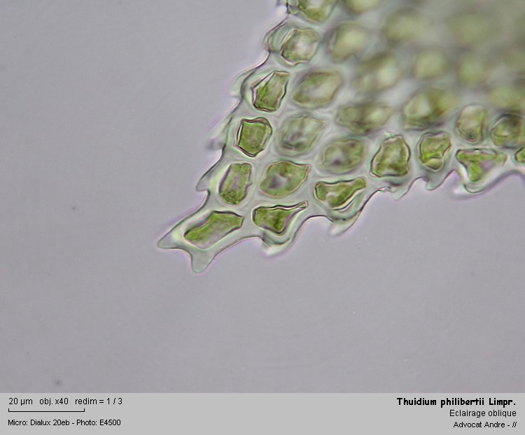 Thuidium philibertii Limpr. #2486