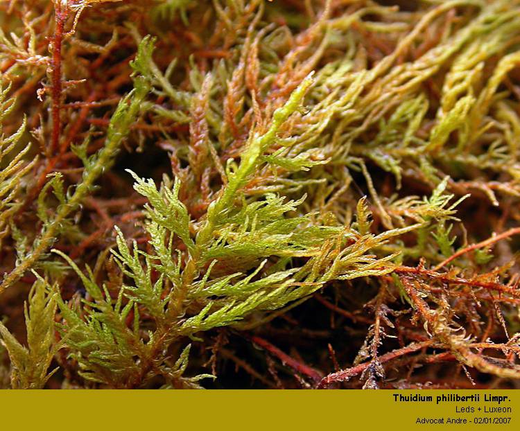 Thuidium philibertii Limpr. #2485