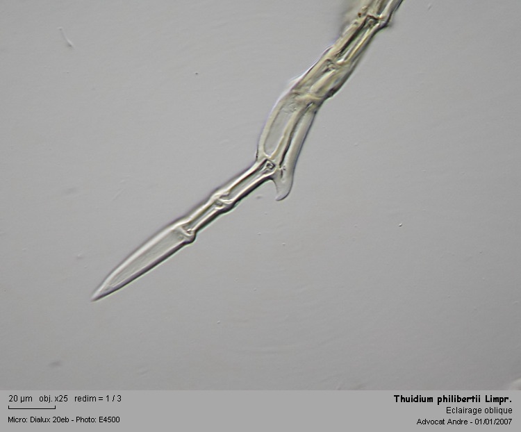 Thuidium philibertii Limpr. #2488