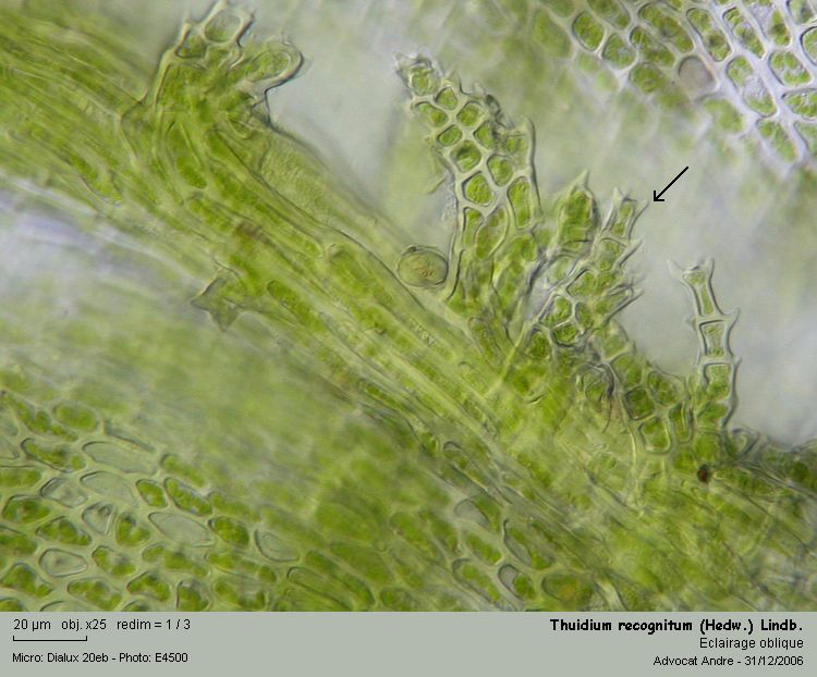 Thuidium recognitum (Hedw.) Lindb. #2286
