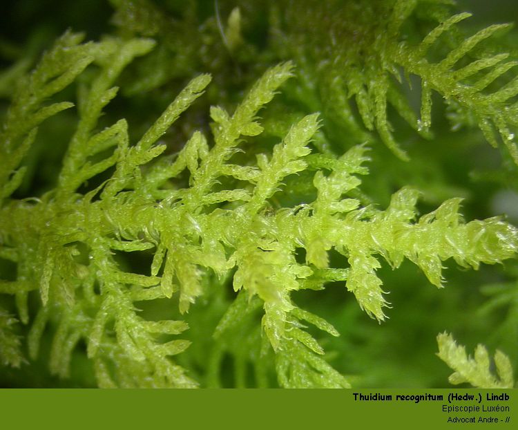 Thuidium recognitum (Hedw.) Lindb. #2284