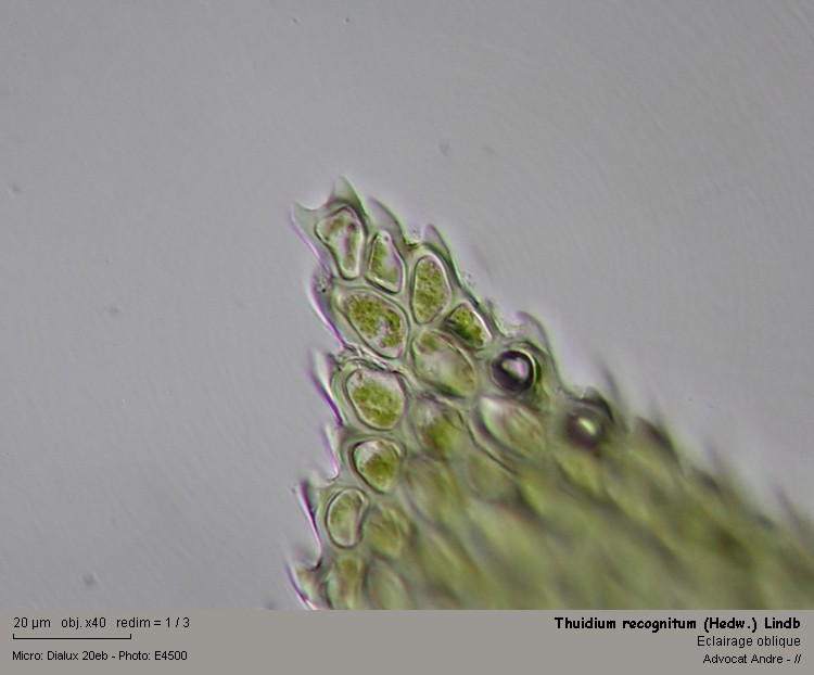 Thuidium recognitum (Hedw.) Lindb. #2288