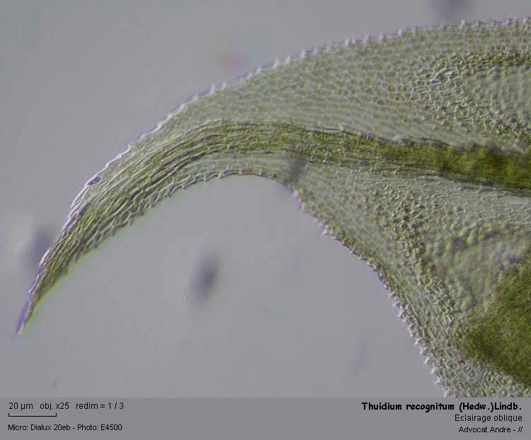 Thuidium recognitum (Hedw.) Lindb. #2287